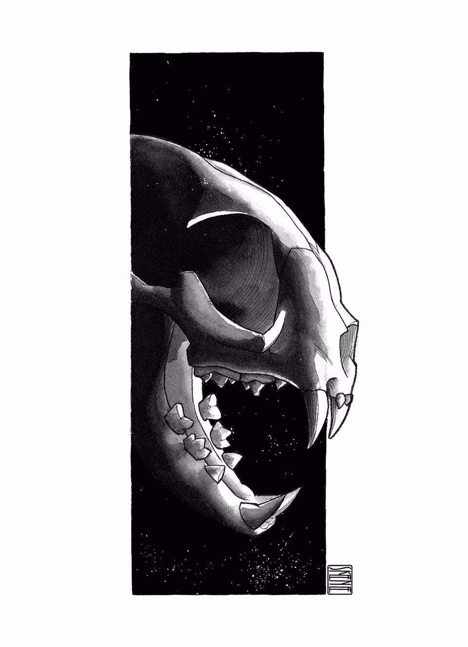 Cat Skull Study