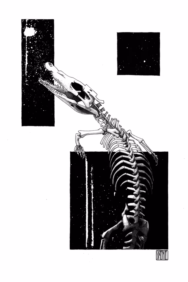 Caiman Skeleton Study