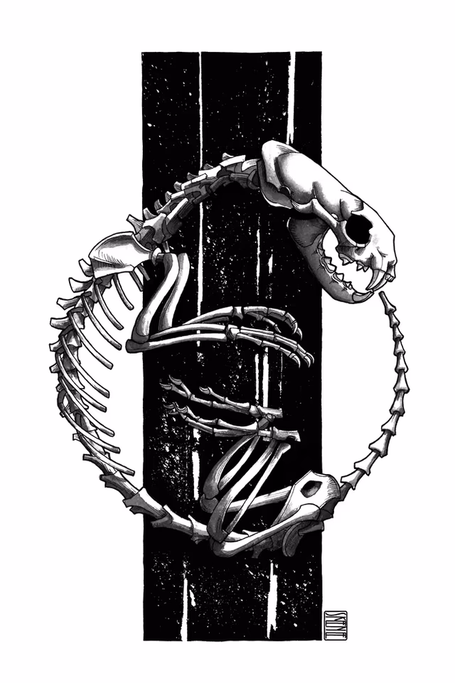 Ferret Skeleton Study