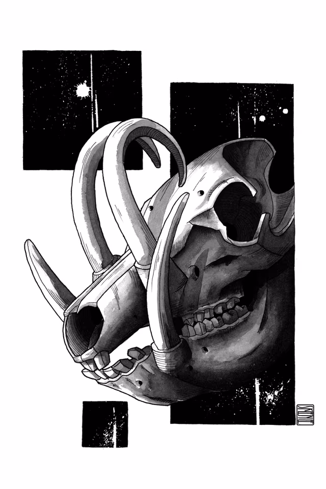 Babirusa Skull Study