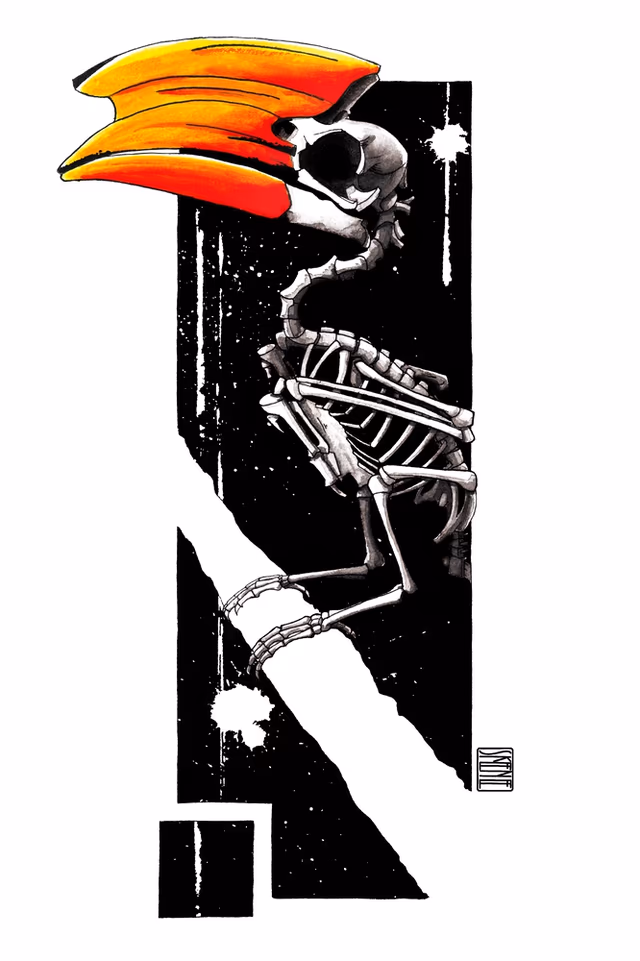Hornbill Skeleton Study