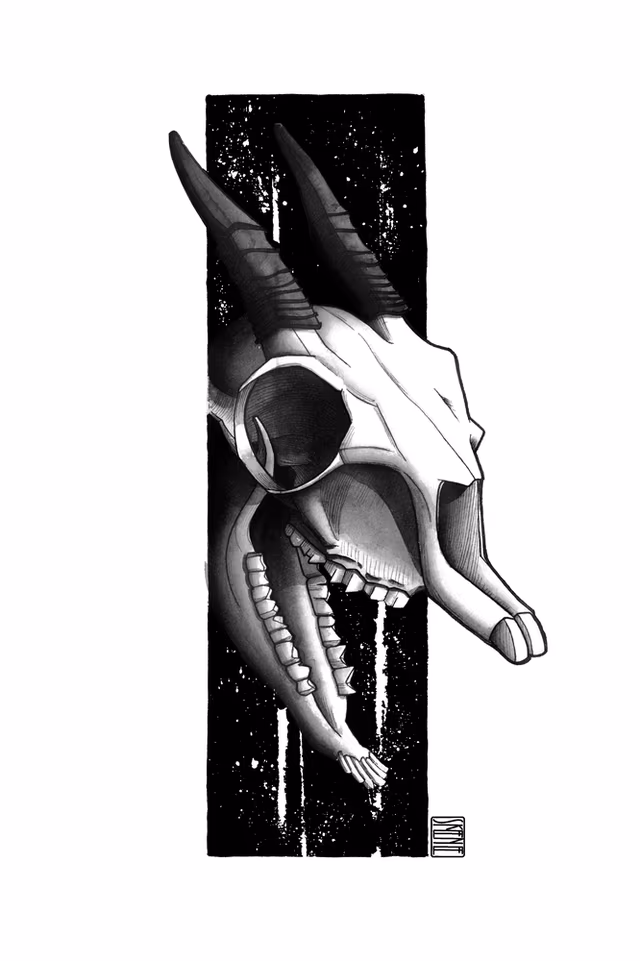 Dik Dik Skull Study
