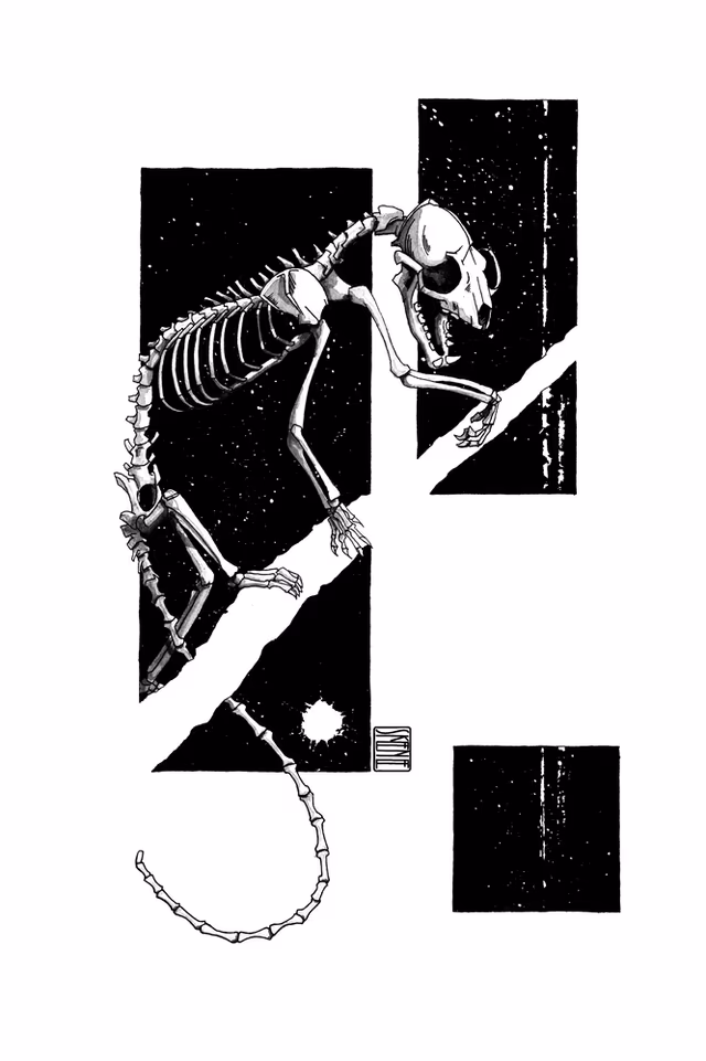 Yellow Throated Marten Skeleton Study